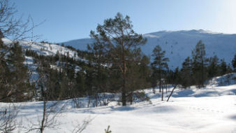 fra feltet